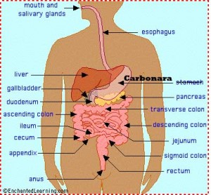 carbonara in my stomach