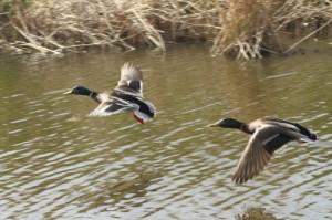 daddy duck chasing another duck away, photo by LdV