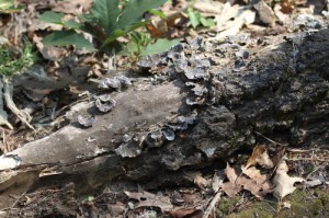 a tree stump, Drunense Duinen, the Netherlands