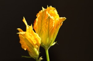 fior di zucca (zucchini flower)