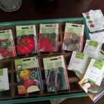 First seeds ready to be planted