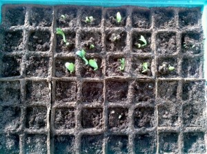 zucchini is growing steadily